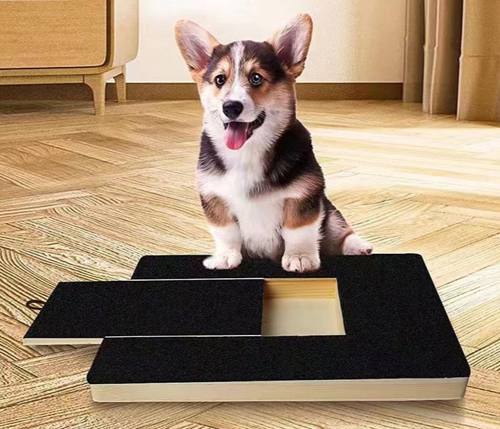 Corgi learning the scratch board